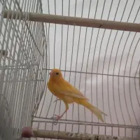 قناری نر پرتقالی بخون|پرنده|قم, نیروگاه|دیوار