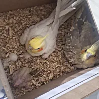 عروس هلندی مولد