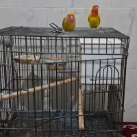 طوطی کوتوله|پرنده|قدس, شهر‌قدس|دیوار