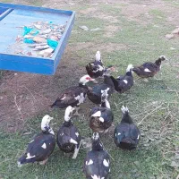 اردک محلی و خارجی غاز قوغاز|حیوانات مزرعه|گرگان, |دیوار