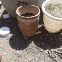 مقدار زیاد گلدان|گل و گیاه طبیعی|تهران, شهرک ابوذر|دیوار