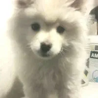 توله سگ پامر|سگ|آفتاب, |دیوار