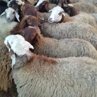 گوسفند داشتی