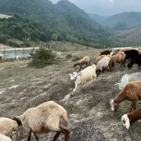 فروش دو راس بره نر 4 راس بز