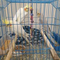 عروس هلندی|پرنده|بافق, |دیوار