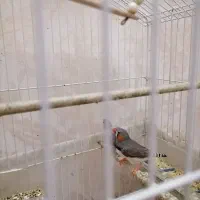 فنچ|پرنده|ری, منصوریه منگل|دیوار