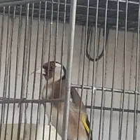 سره  قناری معاوضه