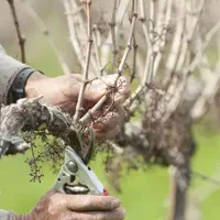 هرس باغ و باغچه هرسکار پیوند پیوند زنی و..