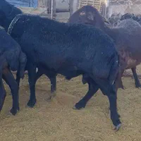 گوسفند افشاری