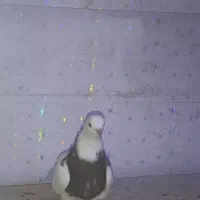 ماده طوقی۲۵۰تومن