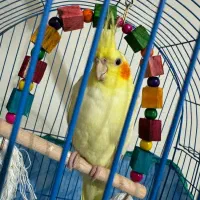 طوطی سالم و سرحال و مرتب|پرنده|آستانه اشرفیه, |دیوار