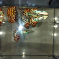 ماهی  گوپی تایگر نر و ماده و گوپی کوی نر حلزون سیب