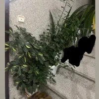 گل های طبیعی و سالم