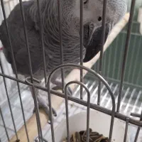 کاسکونر9ساله درشت وکشیده|پرنده|پردیس, فاز ۱۱|دیوار