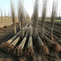 فروش شـال درجه یک برای کاشت سریعالرشد|عمدهفروشی|گرمی, |دیوار