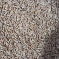 گندم|خدمات باغبانی و درختکاری|گالیکش, |دیوار