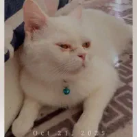 گربه اسکاتییش سفید