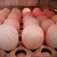 تخم نطفه بوقلمون