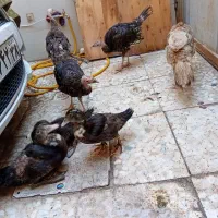 بوقلمون|حیوانات مزرعه|کرج, کمالشهر|دیوار