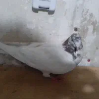 کبوتر|پرنده|پاکدشت, پاکدشت (مامازند)|دیوار