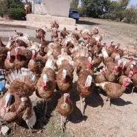 بوقلمون جوان هنوز یه سالم نشدن کیلویی 300|حیوانات مزرعه|قزوین, |دیوار