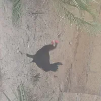 خروس محلی|حیوانات مزرعه|رامشیر, |دیوار