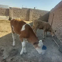 فروش دوراس گوساله ماده سیمینتال وشاروله