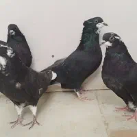 کبوتر دم سفید|پرنده|فولادشهر, A2|دیوار