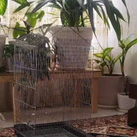 قفس پرنده نو