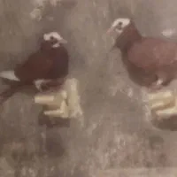 دوتا گلی پلنگ جنگ نرماده نوق ارسالم دارم