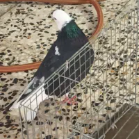 کبوتر نر|پرنده|رشت, منظریه|دیوار