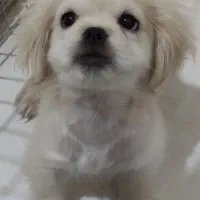 نژاد پیکینیز