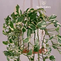 آویز گلدان مکرومه