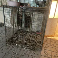 قفس|لوازم جانبی حیوانات|یزد, |دیوار