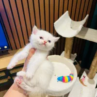 بریتیش رد پوینت ماده