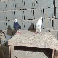 کبوتر  پرشی|پرنده|شیرگاه, |دیوار