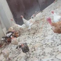 بوقلمون|حیوانات مزرعه|سرپل ذهاب, |دیوار