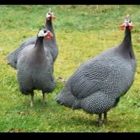 فروش تخم مرغ شاخدار