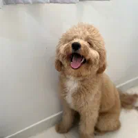 پانسیون نگهداری و آموزشی سگ