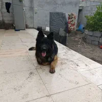 سگ ژرمن