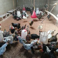 تخم مرغ نطفه دار گلین