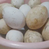 تخم قو قاز