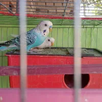 مرغ عشق نزدیک تخم|پرنده|ایرانشهر, |دیوار