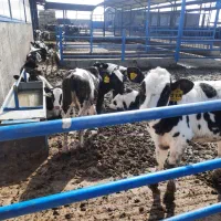 کار در گاوداری صنعتی