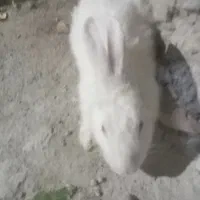خرگوش ماده