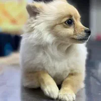 پامرین|سگ|شاهینشهر, شهرک گلدیس|دیوار