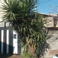 گل یوکا|گل و گیاه طبیعی|تالش, هشتپر|دیوار