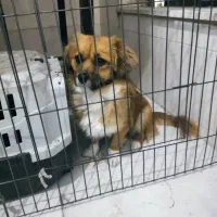 سگ اشپیتز|سگ|مشکیندشت, |دیوار