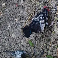مرغ و خروس سیبرایت