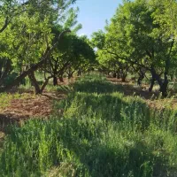 باغبان-بادامی